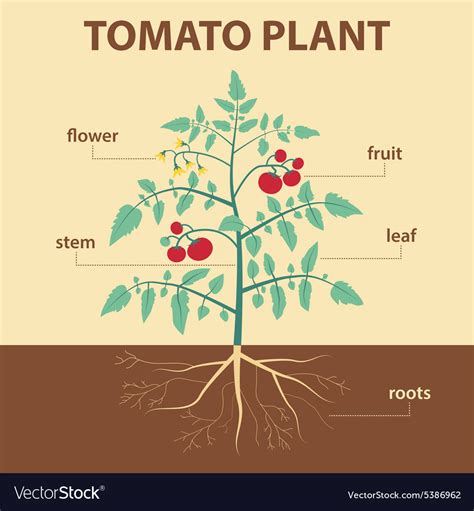 Tomato plant Royalty Free Vector Image - VectorStock