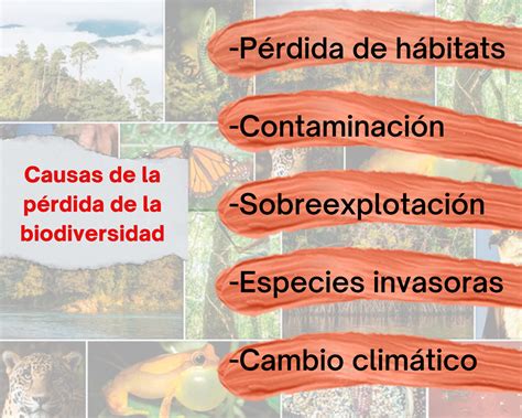 Factores Que Afectan A La Biodiversidad The Best Porn Website