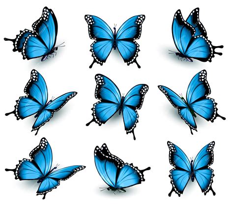 Vectores Mariposas Azules Frontera De Mariposas Azules Vector De Images