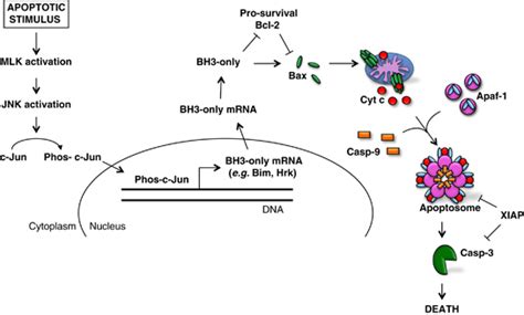 Intrinsic Mitochondrial Pathway Of Apoptosis In Immature Developing