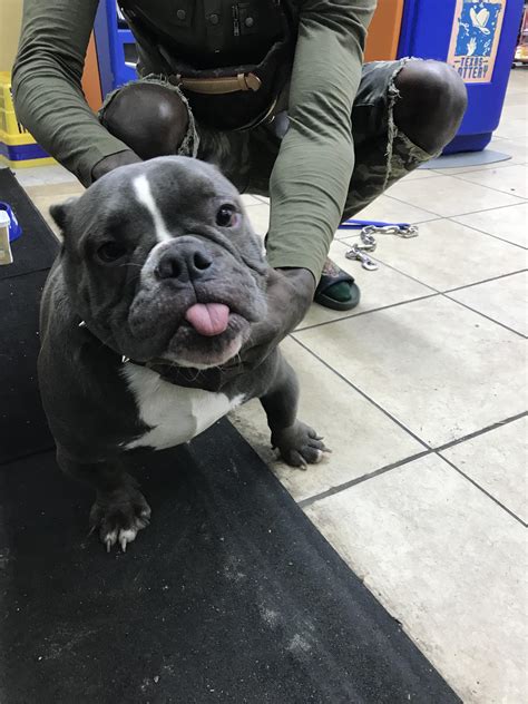 The pit mix bulldog trait that surprises most new owners 27