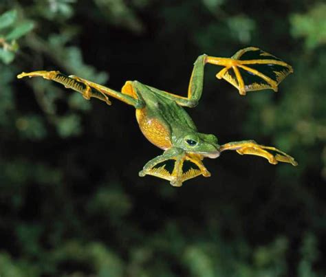 When Threatened Or In Search Of Prey Wallaces Flying Frogs Will Leap