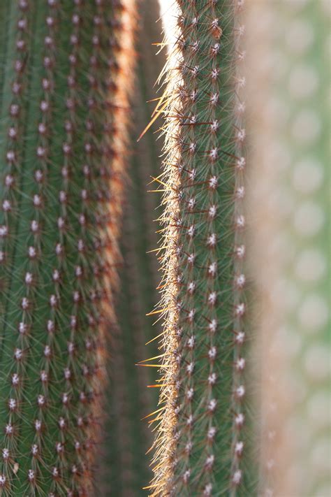 Fotos gratis espinoso cactus hoja flor verde botánica flora