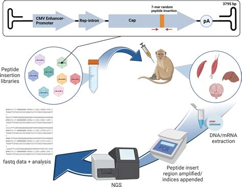Directed Evolution Of Liver Detargeted Aav Vectors For Systemic Gene