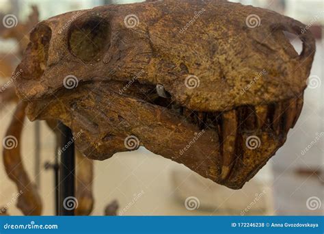 Fossilized Dinosaur Head Skull in Paleontological Museum Editorial ...