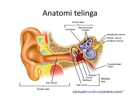 PPT - Anatomi telinga PowerPoint Presentation, free download - ID:2143345