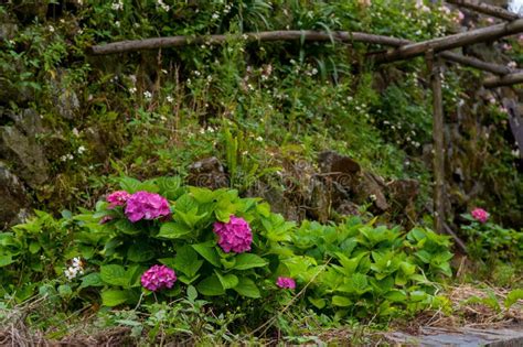 O Macrophylla Da Hort Nsia Das Flores Ou A Flor Bonita Do Hortensia Est