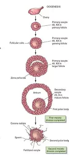 Photo Of Diagram Showing The Stages Of Oogenesis Ovogenesis Note