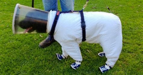 Les gens sinquiètent du costume dans lequel il met son chien mais ils