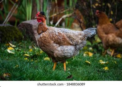 85 Transylvanian Naked Neck Images Stock Photos Vectors Shutterstock