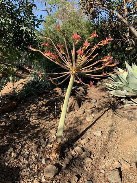 Brunsvigia Josephinae The Ruth Bancroft Garden Nursery