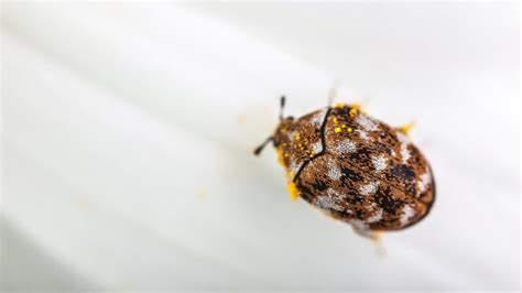 Are Carpet Beetles Harmful? | Important Facts! - Pest Samurai