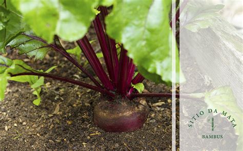 O que plantar no mês de outubro em sua horta e jardim Sitio da Mata