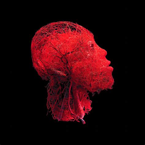 Body Worlds: Real human veins preserved through an intricate process of plastination, done by ...