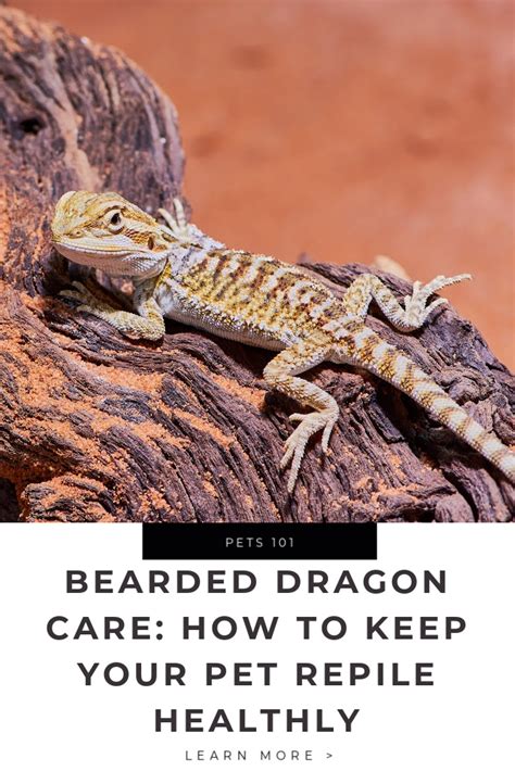 Bearded Dragon Care How To Keep Your Pet Reptile Healthy