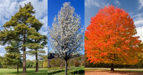 Kingston, NY's 19 Most Common Trees and How to Care for Them - Expert ...