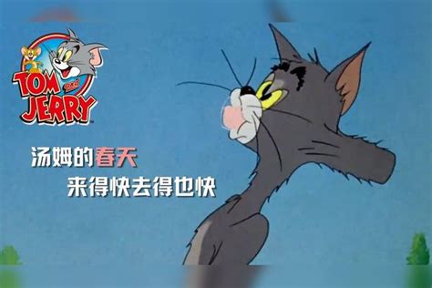 猫和老鼠：汤姆遇上梦中情猫，没想到惨遭情敌碾压 中情 汤姆 情敌