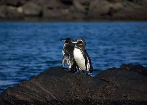 Galapagos Penguins Adaptations: Warm Water Penguins? | Latin Roots Travel
