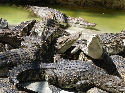 Crocodiles Crocodile Farm Summer · Free photo on Pixabay