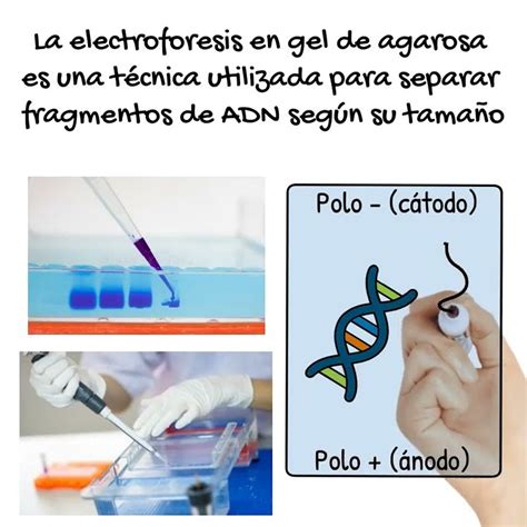 Electroforesis En Gel De Agarosa En 1 Minuto Youtube