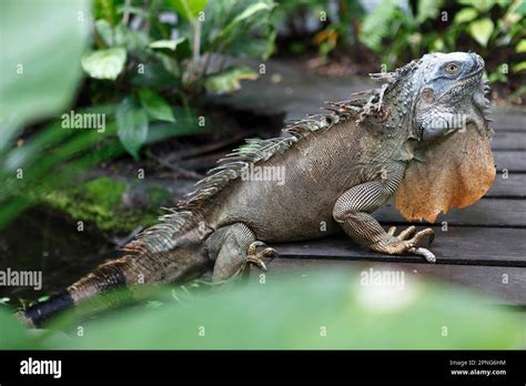 Iguana Iguanidae Tortuguero National Park Limon Province Costa