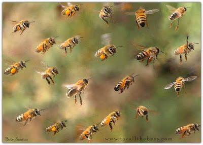 CORONA APICULTORES LAS ABEJAS OBRERAS