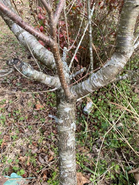 Cherry tree identification - Pictures! - Growing Fruit