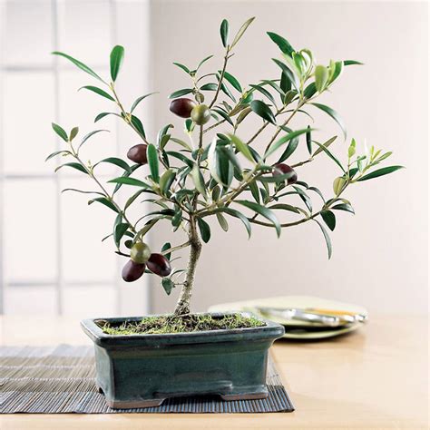 Tuscan Olive Bonsai Tree | The Green Head