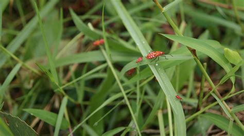 Bugs In Your Lawn