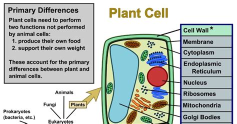 Plant Cell Labeled / "Labeled Plant Cell Diagram" Poster by BundaBear ...