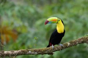 How Much Does a Toucan Weigh? - My Bird Garden