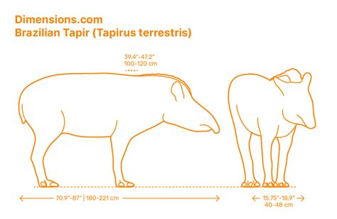 Tapirs | Tapiridae Dimensions & Drawings | Dimensions.com