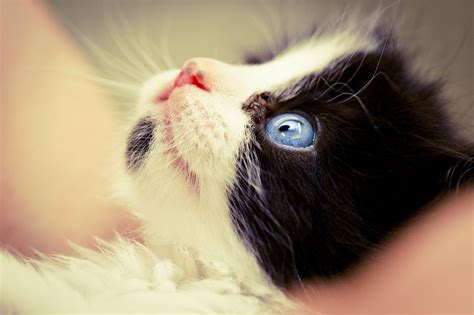 Tuxedo Kittens Wallpapers - Wallpaper Cave