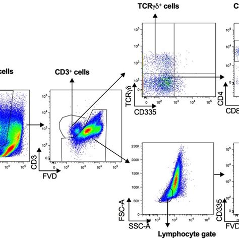 Lymphocyte Subpopulations Flow Cytometry Gating Strategy Used To