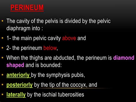 urogenital triangle  male powerpoint