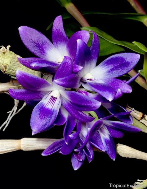 Dendrobium Victoriae Reginae