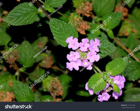 Lantana Montevidensis Trailing Lantana Purple Lantana Stock Photo