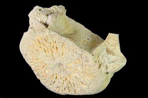 5.3" Primitive Whale (Basilosaurus) Vertebra - Morocco (#164132) For ...