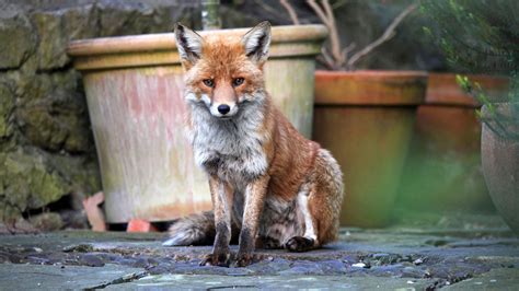 Want to keep foxes away from your garden? You need this expert tip | Gardeningetc