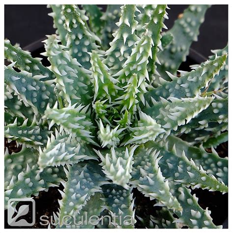 Aloe Humilis X Pratensis Suculentia Venta Online De Suculentas Y