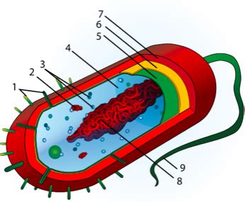 Microbiology And Protista Lab Biology Ii Laboratory Manual