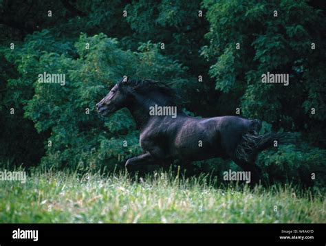 Welsh Cob Horses Hi Res Stock Photography And Images Alamy