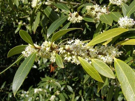 Osmanthus Flower Meaning and Symbolism | Florgeous