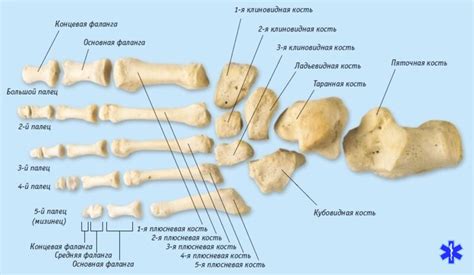 Перелом пальца ноги: первая помощь, лечение, реабилитация