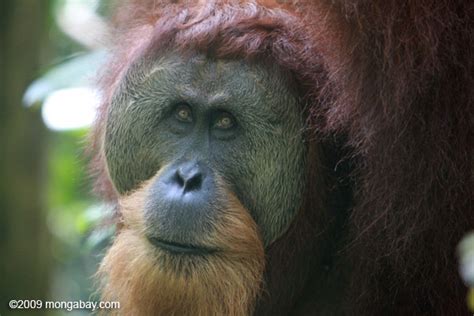 20 orangutan pictures for World Orangutan Day