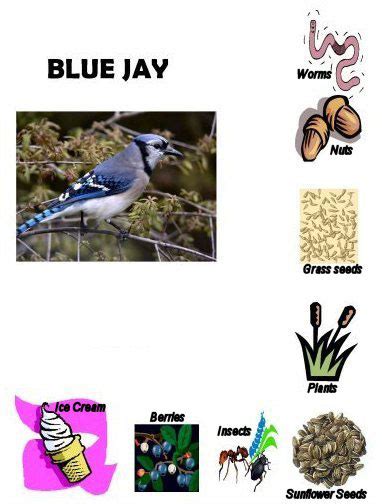 Blue Jay Kids Environment Kids Health