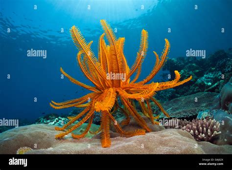 Crinoid In Coral Reef Comanthina Schlegeli Ambon Moluccas Indonesia