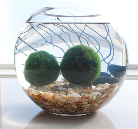 Join the Marimo Moss Ball Craze : The Perfect Indoor Water Garden • OhMeOhMy Blog