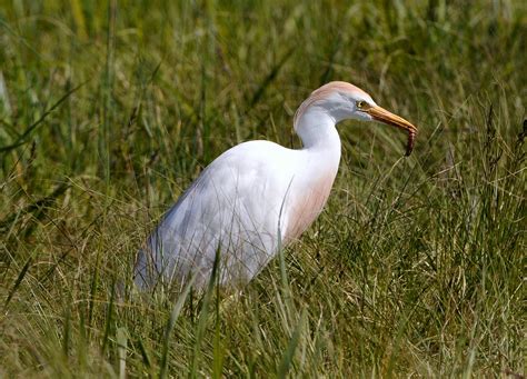 Definitive Guide To Cattle Egret Facts, Habitat, Conservation Status, Zoo Populations, Pictures ...