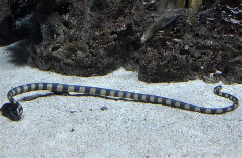 Intriguing Facts About Annulated Sea Snake Facts Net